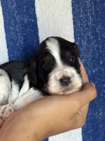 Bruno, a male Bernedoodle and Miniature Bernedoodle for sale in Longmont, CO – 4 of 9