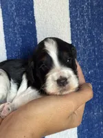 Bruno, a male Bernedoodle and Miniature Bernedoodle for sale in Longmont, CO – 7 of 9