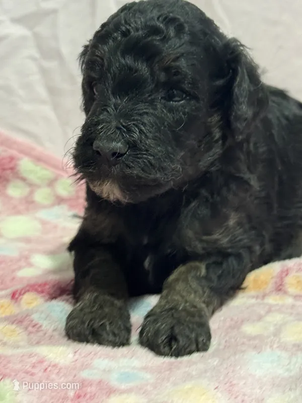 Toby -Chocolate Phantom – Poodle - Miniature , Poodle - Standard  puppy for sale in Longmont, CO