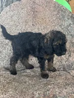 Winston - Phantom male, a male Poodle - Miniature  and Poodle - Standard  for sale in Longmont, CO – 4 of 7