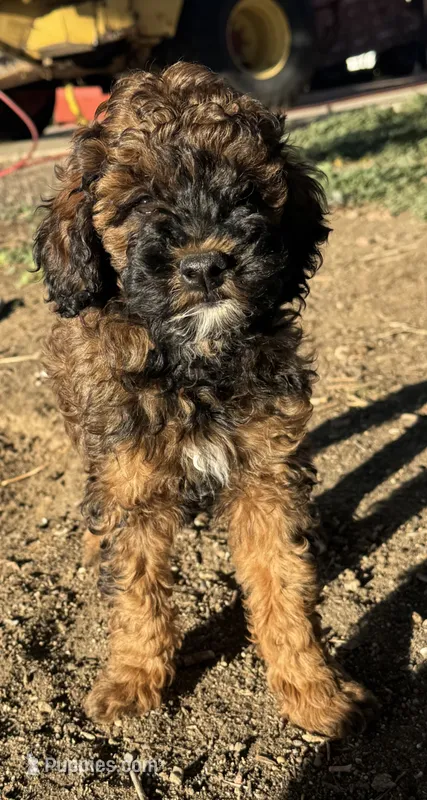 Bean - Red Phantom female  – Poodle - Miniature , Poodle - Standard  puppy for sale in Longmont, CO