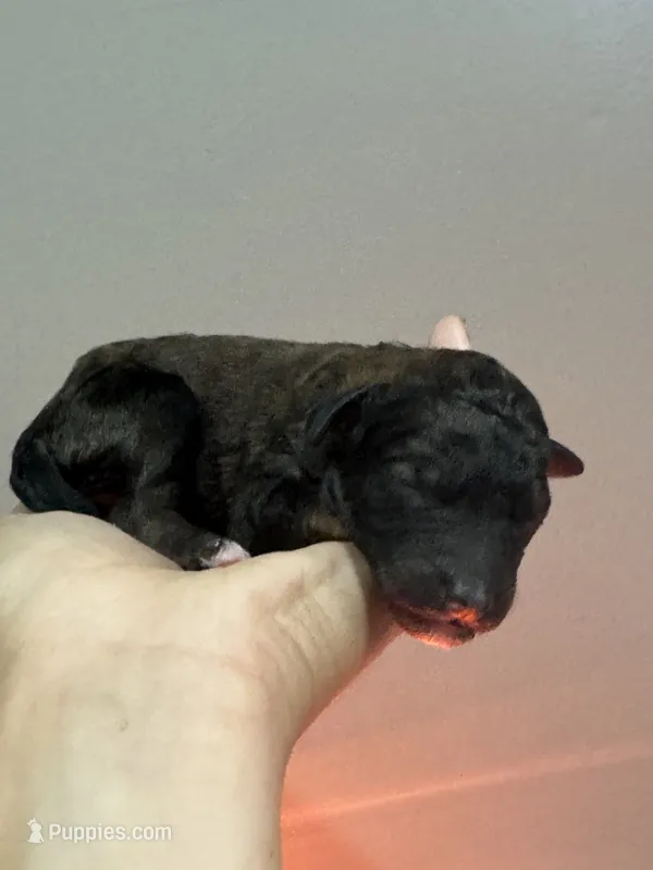 Bean - Red Phantom female  – Poodle - Miniature , Poodle - Standard  puppy for sale in Longmont, CO