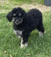Arianna , a female Poodle - Standard  for sale in Longmont, CO – 3 of 10