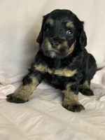 Venice , a female Bernedoodle and Miniature Bernedoodle for sale in Longmont, CO – 8 of 10