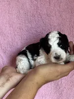 Ashland, a female Bernedoodle and Miniature Bernedoodle for sale in Longmont, CO – 6 of 10