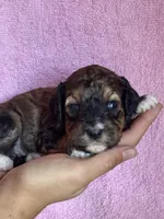 Copper, a female Bernedoodle and Miniature Bernedoodle for sale in Longmont, CO – 6 of 10