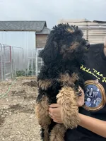 Prince , a male Poodle - Standard  for sale in Longmont, CO – 3 of 3