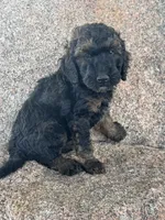 Winston - Phantom male, a male Poodle - Miniature  and Poodle - Standard  for sale in Longmont, CO – 3 of 7