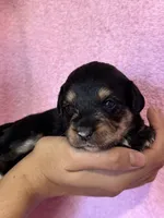 Surprise, a female Pembroke Welsh Corgi and Poodle - Miniature  for sale in Longmont, CO – 2 of 9
