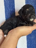 Theo, a male Bernedoodle and Miniature Bernedoodle for sale in Longmont, CO – 3 of 7