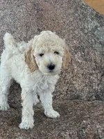Nala , a female Poodle - Miniature  and Poodle - Standard  for sale in Longmont, CO – 5 of 5