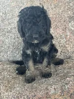 Toby, a male Poodle - Miniature  and Poodle - Standard  for sale in Longmont, CO – 5 of 8
