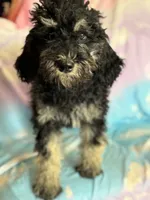 Kendrick , a male Poodle - Standard  for sale in Longmont, CO – 3 of 10