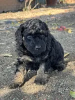 Cordell, a female Bernedoodle and Miniature Bernedoodle for sale in Longmont, CO – 4 of 10