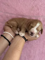 Honey, a female Bernedoodle and Miniature Bernedoodle for sale in Longmont, CO – 10 of 10