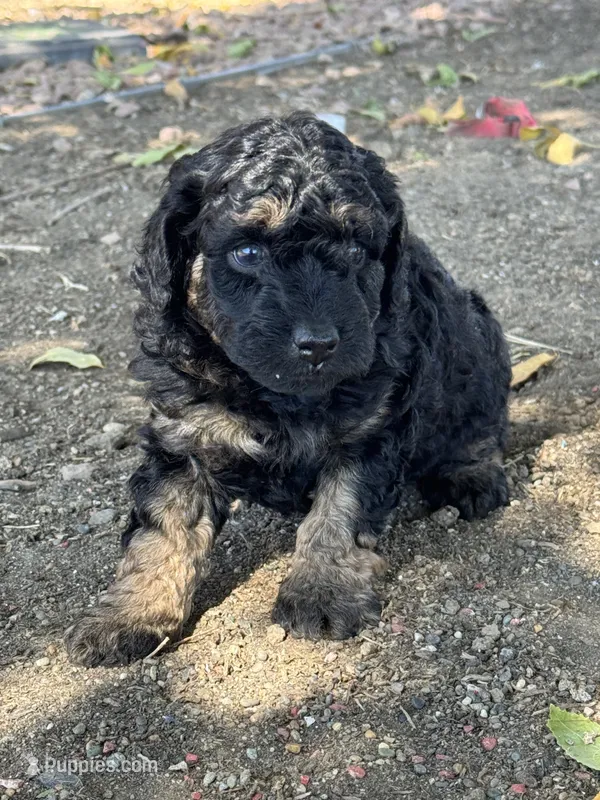 Cordell – Bernedoodle, Miniature Bernedoodle puppy for sale in Longmont, CO