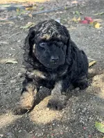 Cordell, a female Bernedoodle and Miniature Bernedoodle for sale in Longmont, CO – 1 of 10