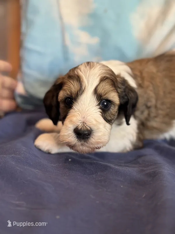 Rusty – Bernedoodle, Miniature Bernedoodle puppy for sale in Longmont, CO