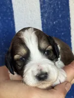 Rusty, a male Bernedoodle and Miniature Bernedoodle for sale in Longmont, CO – 3 of 10
