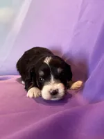 processed/17812dc7-b2ac-4305-9e41-732a1b312d59/listing/37270fa9-d9eb-4b49-b8c7-17877613d9b6/5bf5e1f3-9663-4c48-9c67-8fbef7f41561