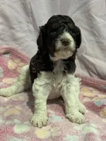 Jax - chocolate tri color parti, a male Poodle - Miniature  and Poodle - Standard  for sale in Longmont, CO – 7 of 10