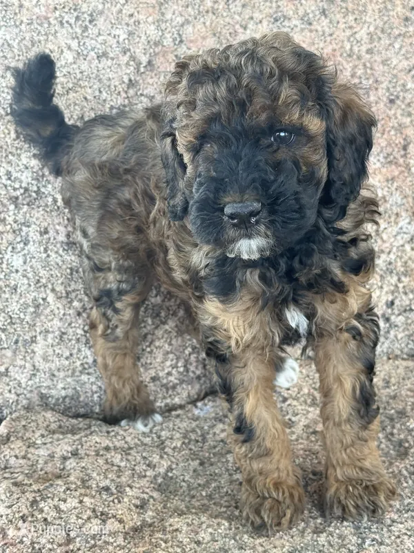 Bean - Red Phantom female  – Poodle - Miniature , Poodle - Standard  puppy for sale in Longmont, CO