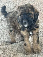 Bean - Red Phantom female , a female Poodle - Miniature  and Poodle - Standard  for sale in Longmont, CO – 1 of 8