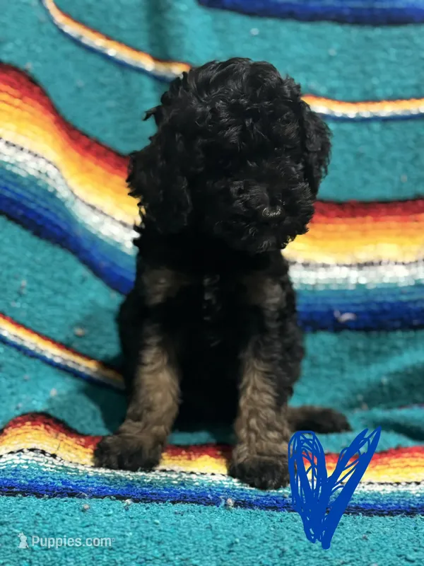 Winston - Phantom male – Poodle - Miniature , Poodle - Standard  puppy for sale in Longmont, CO