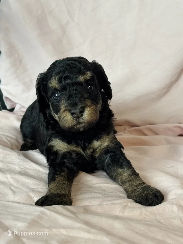 Belinda – Bernedoodle, Miniature Bernedoodle puppy for sale in Longmont, CO