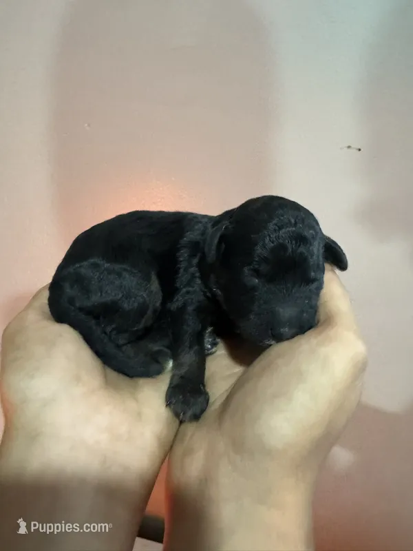 Toby -Chocolate Phantom – Poodle - Miniature , Poodle - Standard  puppy for sale in Longmont, CO