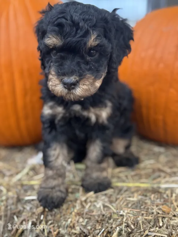 Venice  – Bernedoodle, Miniature Bernedoodle puppy for sale in Longmont, CO
