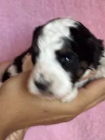 Ashland, a female Bernedoodle and Miniature Bernedoodle for sale in Longmont, CO – 4 of 10