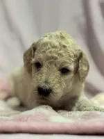 Cream female , a female Poodle - Miniature  and Poodle - Standard  for sale in Longmont, CO – 3 of 10