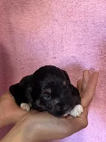 Kitten, a female Pembroke Welsh Corgi and Poodle - Miniature  for sale in Longmont, CO – 2 of 4