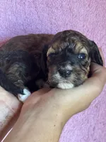 Copper, a female Bernedoodle and Miniature Bernedoodle for sale in Longmont, CO – 8 of 10