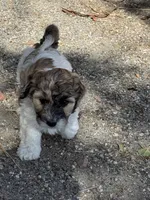 Hafnhalf, a female Bernedoodle and Miniature Bernedoodle for sale in Longmont, CO – 3 of 10