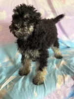 Kendrick , a male Poodle - Standard  for sale in Longmont, CO – 6 of 10