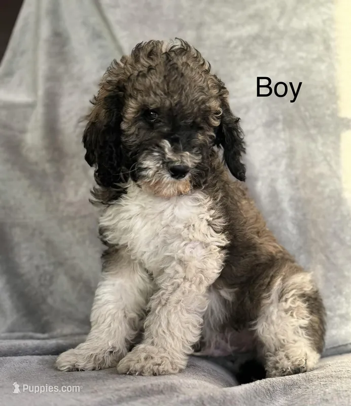 Dom – Poodle - Standard  puppy for sale in Longmont, CO