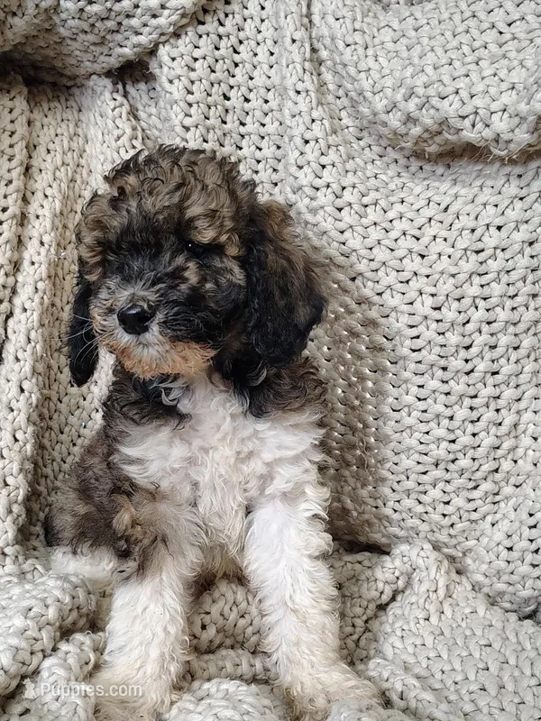 Dom – Poodle - Standard  puppy for sale in Longmont, CO