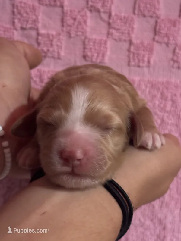 Honey – Bernedoodle, Miniature Bernedoodle puppy for sale in Longmont, CO