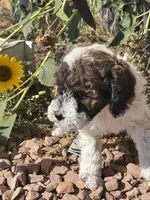 Butterfly, a female Bernedoodle and Miniature Bernedoodle for sale in Longmont, CO – 5 of 10