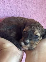 Copper, a female Bernedoodle and Miniature Bernedoodle for sale in Longmont, CO – 4 of 10