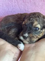 Copper, a female Bernedoodle and Miniature Bernedoodle for sale in Longmont, CO – 7 of 10