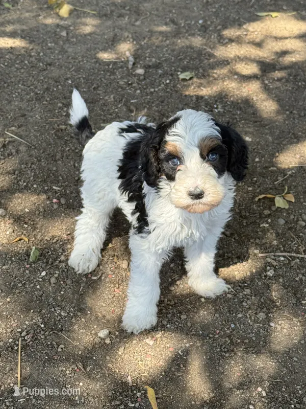 Templeton – Bernedoodle, Miniature Bernedoodle puppy for sale in Longmont, CO