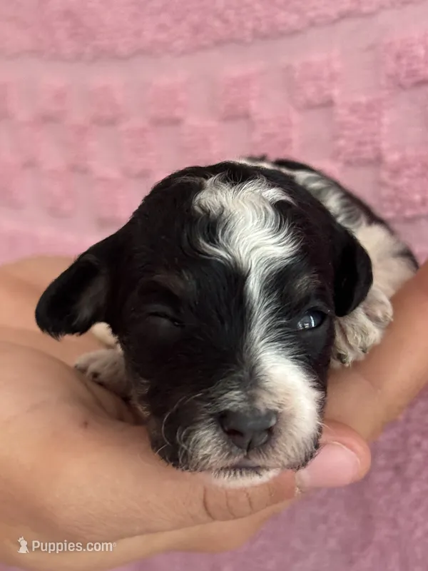 Oreo – Bernedoodle, Miniature Bernedoodle puppy for sale in Longmont, CO