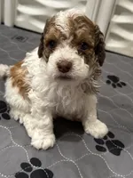 Douglas, a male Bernedoodle and Miniature Bernedoodle for sale in Longmont, CO – 4 of 10