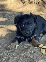 Kitten, a female Pembroke Welsh Corgi and Poodle - Miniature  for sale in Longmont, CO – 5 of 8