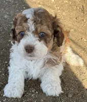 Douglas, a male Bernedoodle and Miniature Bernedoodle for sale in Longmont, CO – 2 of 10
