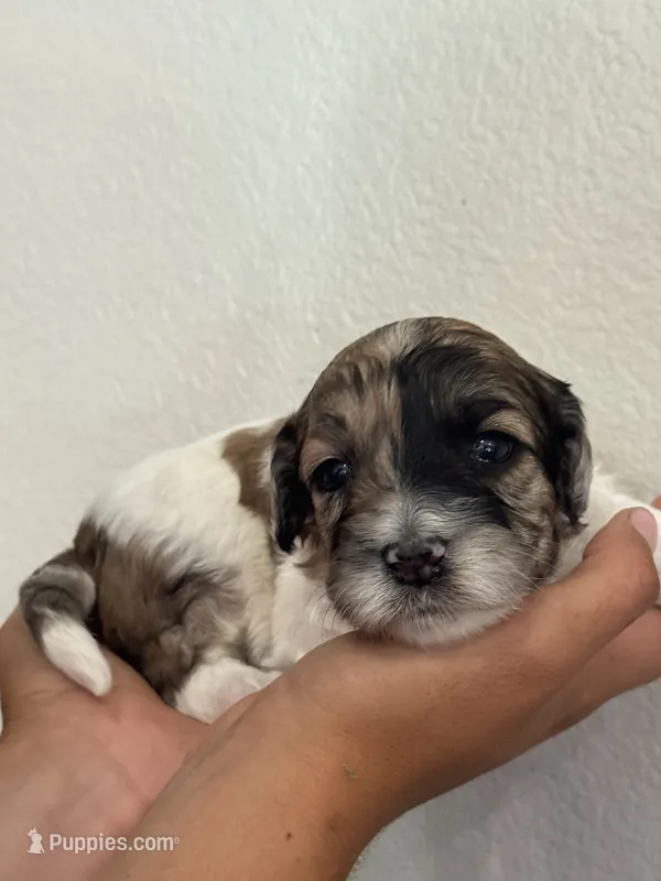 Hafnhalf – Bernedoodle, Miniature Bernedoodle puppy for sale in Longmont, CO