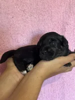 Sonnet, a female Pembroke Welsh Corgi and Poodle - Miniature  for sale in Longmont, CO – 2 of 10